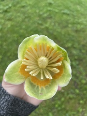 Liriodendron tulipifera