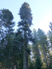 Abies magnifica magnifica