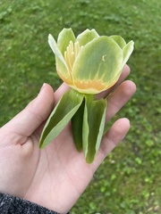 Liriodendron tulipifera