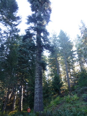 Abies magnifica magnifica