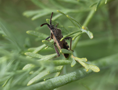 Loxocnemis dentator
