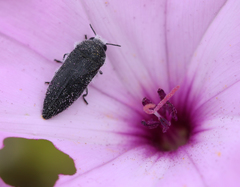 Acmaeodera cylindrica