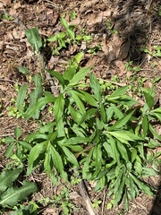 Hybanthus concolor