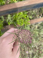 Daucus carota