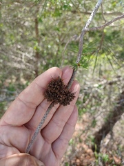 Trisetacus floridanus
