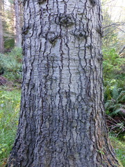 Abies magnifica magnifica