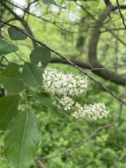 Angiospermae