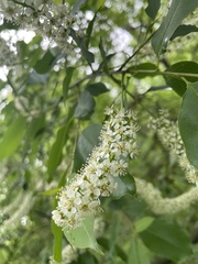 Angiospermae