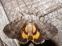 Catocala sordida