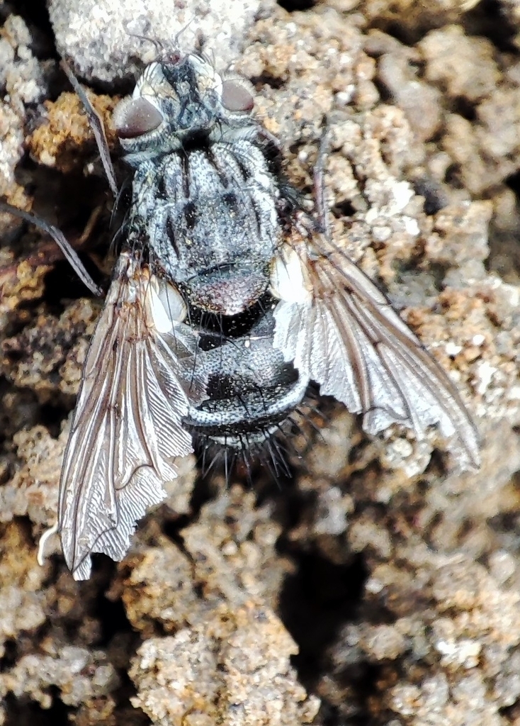 Bothria frontosa
