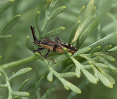 Loxocnemis dentator