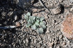 Viola purpurea aurea
