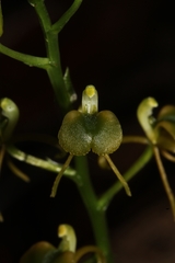Liparis listeroides