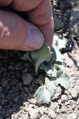 Viola purpurea aurea