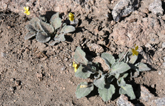 Viola purpurea aurea