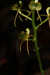 Liparis listeroides