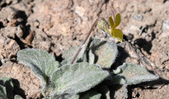 Viola purpurea aurea