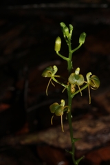 Liparis listeroides