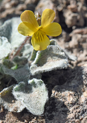 Viola purpurea aurea