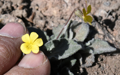 Viola purpurea aurea