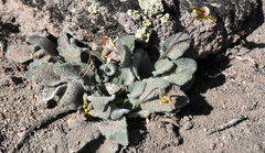 Viola purpurea aurea