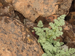 Lomatium minus
