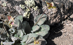 Viola purpurea aurea