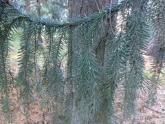 Picea omorika