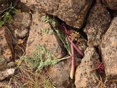 Lomatium minus