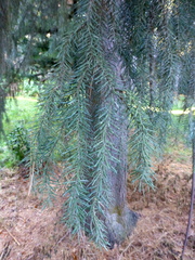 Picea omorika