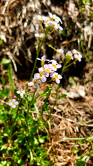 Arabidopsis halleri