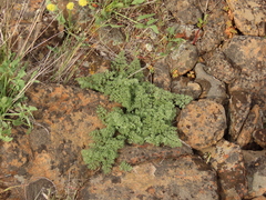 Lomatium minus