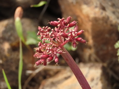 Lomatium minus