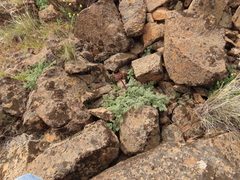 Lomatium minus