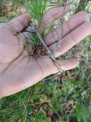 Trisetacus floridanus