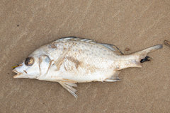 Pomadasys commersonnii