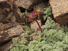 Lomatium minus