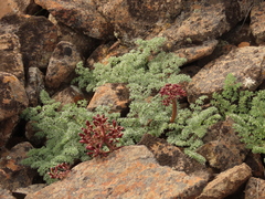 Lomatium minus