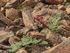 Lomatium minus