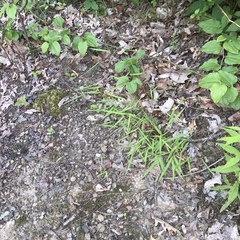 Dichanthelium boreale