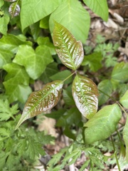 Toxicodendron radicans