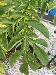 Amorphophallus paeoniifolius