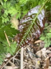 Toxicodendron radicans
