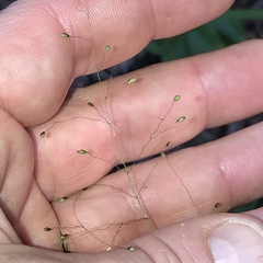 Dichanthelium boreale