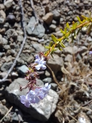 Mulguraea asparagoides