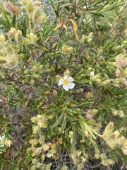 Cistus monspeliensis
