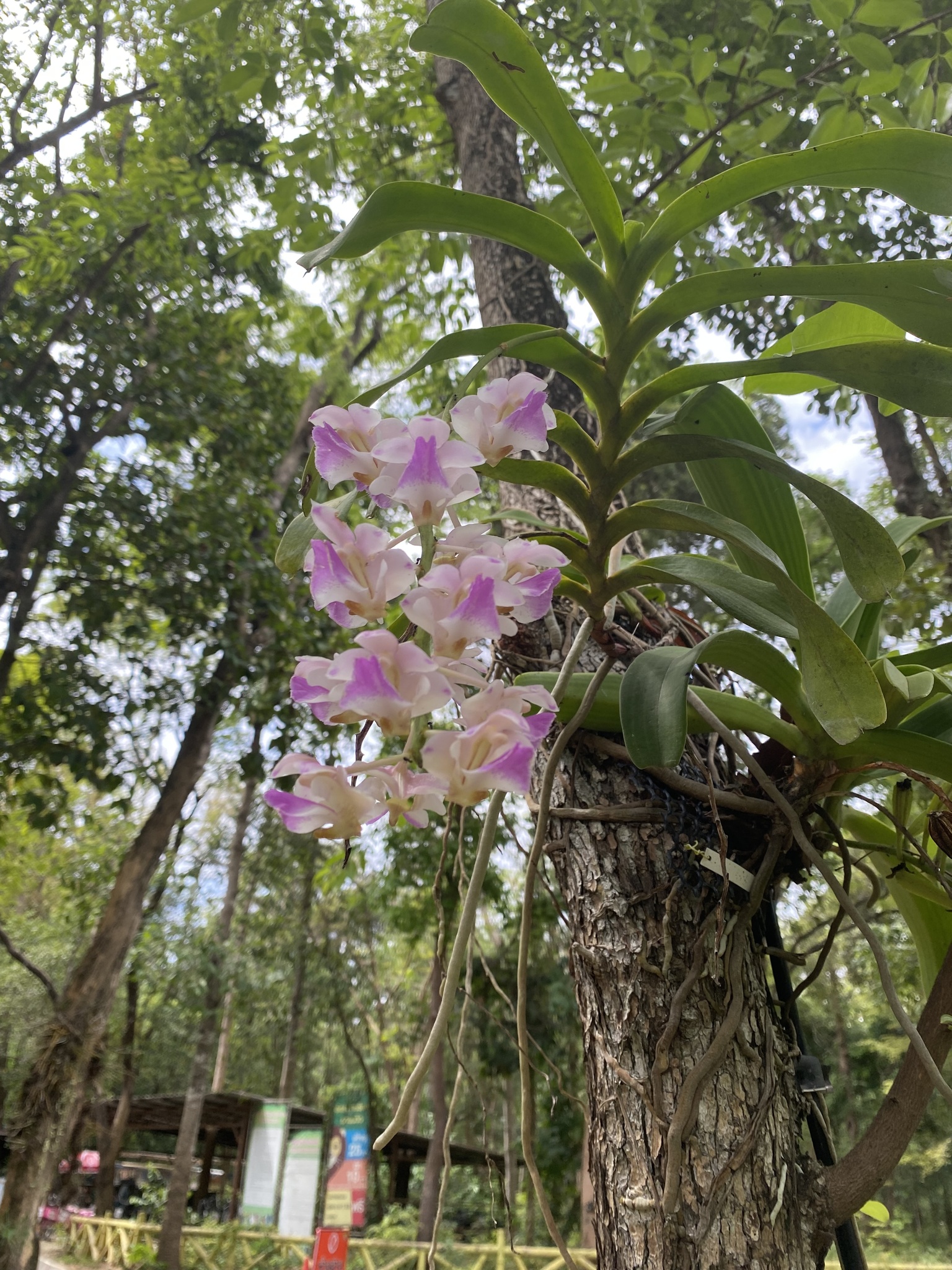 Aerides falcata Lindl. & Paxton 2