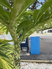 Amorphophallus paeoniifolius