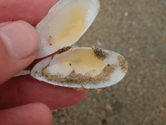 Megangulus bodegensis