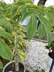 Amorphophallus paeoniifolius